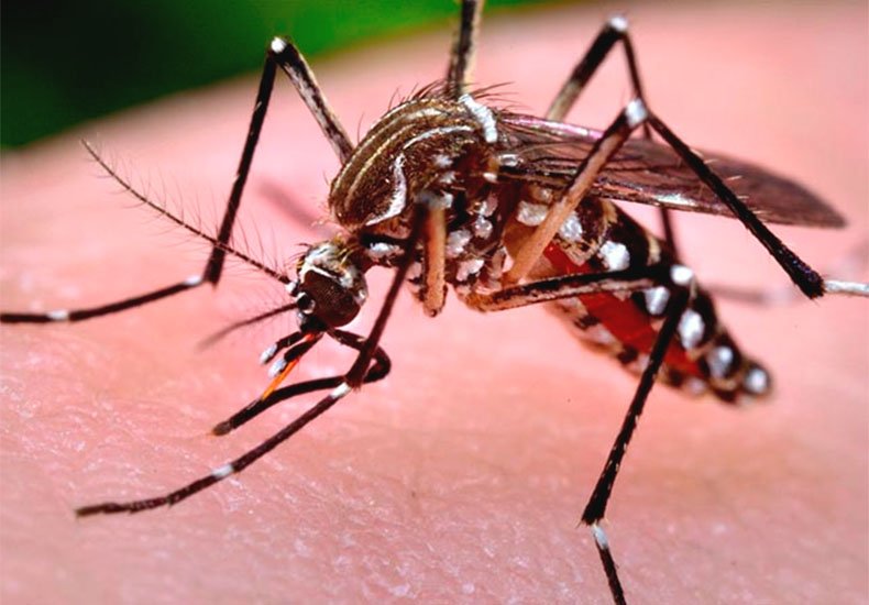 Piauí tem aumento de 221% em casos de dengue, afirma Sesapi
