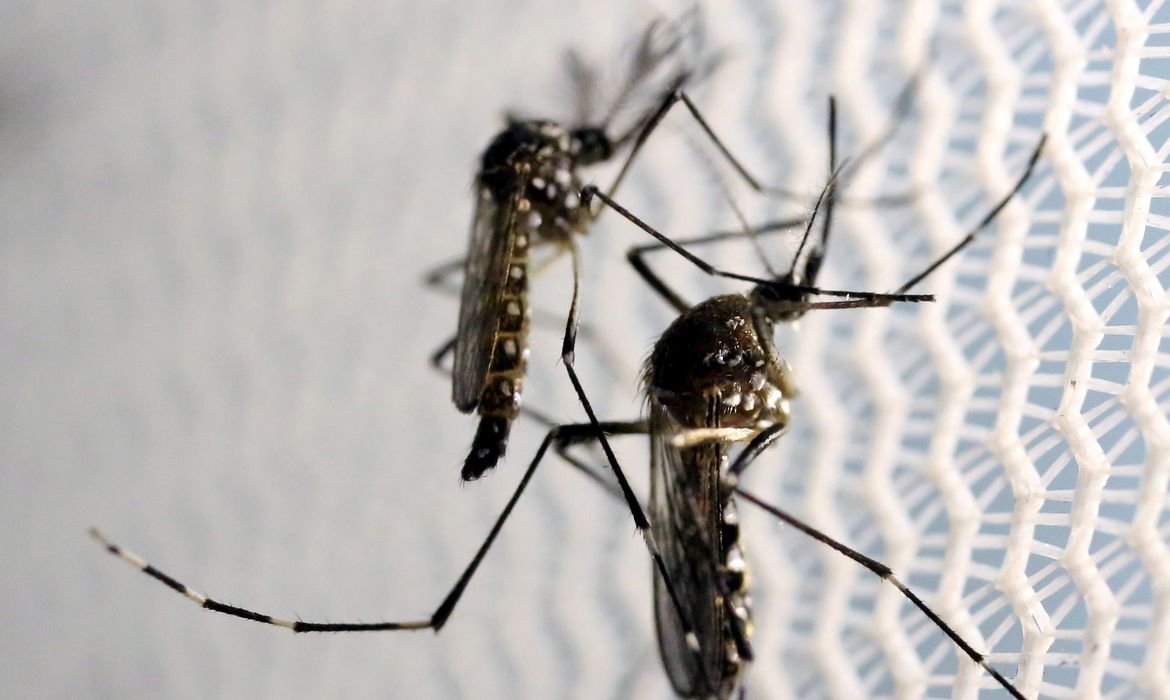 Piauí registra aumento de 765% nos casos notificados de dengue ￼