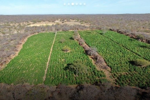 Operação da PM-PI encontra plantação de maconha no Sul do Piauí