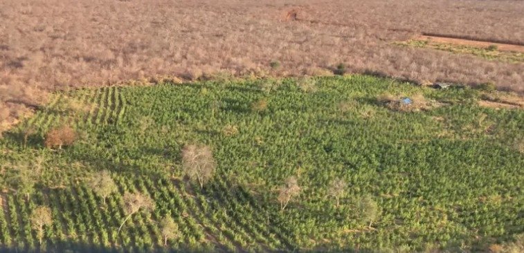 PM-PI encontra plantação com 170 mil pés de maconha em Campinas do Piauí